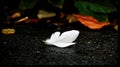 White feather on the ground. Royalty Free Stock Photo