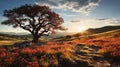 An isolated tree in the sun set Royalty Free Stock Photo