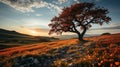 An isolated tree in the sun set Royalty Free Stock Photo