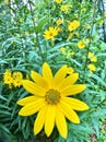 Dwarf sunflowers wild II Royalty Free Stock Photo