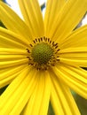 Dwarf sunflowers wild IV Royalty Free Stock Photo