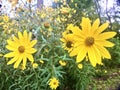 Dwarf sunflowers wild V Royalty Free Stock Photo