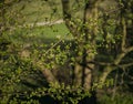 Fresh leaves on small branches, spring time. Royalty Free Stock Photo