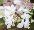 Sunny day in London - white flowers and a bee. Royalty Free Stock Photo