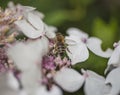 July in London - white flowers and a bee. Royalty Free Stock Photo