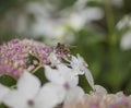 Summer in London - white flowers and a bee. Royalty Free Stock Photo