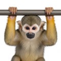 Curious squirrel monkey gripping a horizontal bar with yellowish hands Royalty Free Stock Photo
