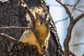 Curious Squirrel in a Tree