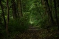 Scenic dirt pathway through a lush green wooded area Royalty Free Stock Photo