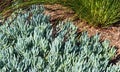 Plant, groundcover species Senecio mandraliscae or Blue Chalk Sticks.
