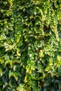 Ivy leaves and vines covering a vintage European stone wall