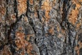 Macro Texture of a Mountain Pine