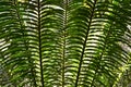 Texture effect of Palm Tree leaves