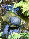 The turtle on the rock Royalty Free Stock Photo