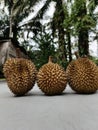 The image shows three whole durians placed on a smooth, light gray surface. Each durian has a rough, spiky outer shell. Royalty Free Stock Photo