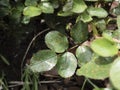 Leaf with rose rust fungus Phragmidium mucronatum