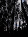 The image shows a towering pine forest, with the view taken from below. Royalty Free Stock Photo