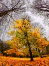 The image shows a tree in full autumn splendor, surrounded by a ground covered in fallen leaves Royalty Free Stock Photo