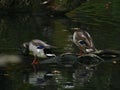 Two drake ducks are sitting on a branch sticking out of the water Royalty Free Stock Photo