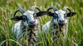 Two Young Goats with Curly Horns Standing Amongst Tall Green Grass and Cattails Royalty Free Stock Photo