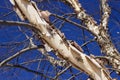 Upward view of the peeling bark on an attractive bright river birch tree with blue sky