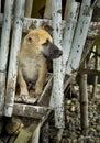 One Curious and Cute Puppy Royalty Free Stock Photo