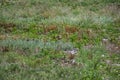 Prairie Dog Pup at Lunch Royalty Free Stock Photo