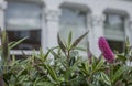 Summer in London, sunny day - pink flowers and dark green leaves. Royalty Free Stock Photo