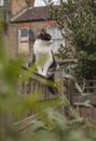 Sweepy - a white and black fluffy cat on a fence in a garden. Royalty Free Stock Photo