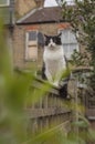 Sweepy - a white and black fluffy cat on a wooden fence in a garden in London. Royalty Free Stock Photo