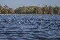 Hyde Park, London - ducks and blue waters.