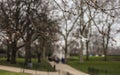 Parks of London - trees and branches.