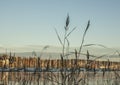 Oslo - the fjord - boats and some reed. Royalty Free Stock Photo