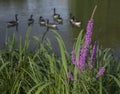 Spring in London; ducks, violet flowers and dark waters.