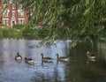 Spring in London; ducks and violet and buildings.