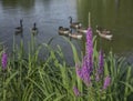 Spring in London; ducks and violet flowers.