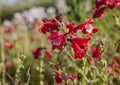 Spring in London; gardens, parks and streets - red flowers on a sunny day.