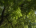 Spring in London; gardens, parks and streets - tall trees.