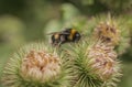 Spring in London; gardens, parks and streets - a bee.