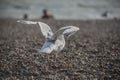 Seagull landing on a beach - Brighton, England. Royalty Free Stock Photo