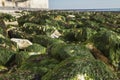 Seven Sisters and Beachy Head cliffs, England, the UK - green seaweed. Royalty Free Stock Photo