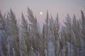 Eastbourne, East Sussex - fluffy reed and pink skies. Royalty Free Stock Photo