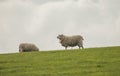 Wales, the UK - sheep, meadows and skies.
