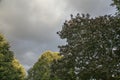 Cloudy day in London - trees and dark blue skies. Royalty Free Stock Photo