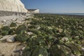White cliffs, blue skies and green seaweed - Seven Sisters, East Sussex, England, the UK; autumn 2018. Royalty Free Stock Photo