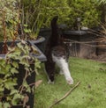 Sweepy - a white and black cat in a garden, London; back legs. Royalty Free Stock Photo