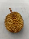 This image shows a whole durian fruit with its characteristic thick, spiky shell, placed on a light gray surface. Royalty Free Stock Photo