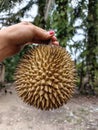This image shows a whole durian fruit with its characteristic thick, spiky shell, placed on a light gray surface. Royalty Free Stock Photo