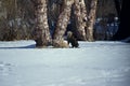 Winter landscape view of a cute gray tabby cat looking to jump up a birch tree Royalty Free Stock Photo