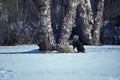 Winter landscape view of a cute gray tabby cat looking to jump up a birch tree Royalty Free Stock Photo